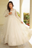 Picture of Morning Glory