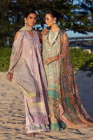 Picture of Siam Tulip