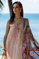 Picture of Bougainvillea