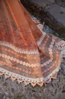 Picture of Alluring Apricot